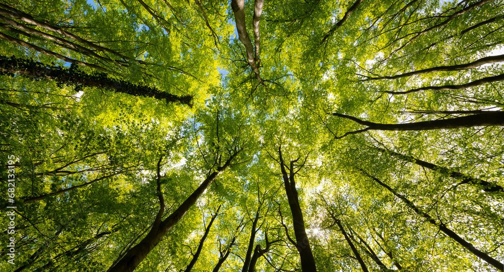 Canopée d'une forêt de hêtres vue d'en bas, au printemps